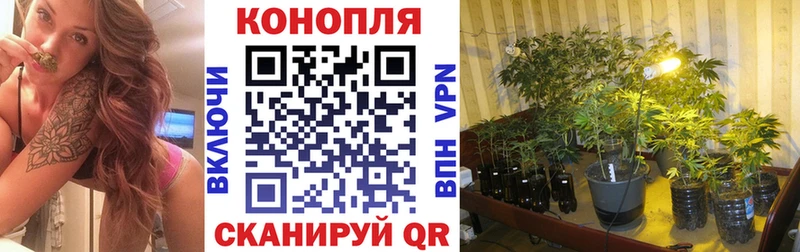 где купить наркоту  Тайга  Каннабис конопля 